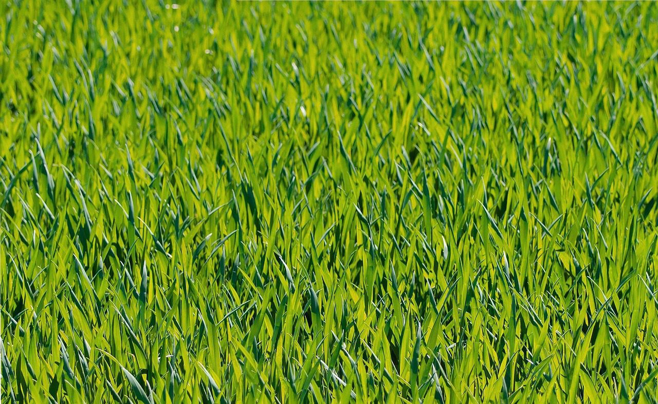 grass_root_system